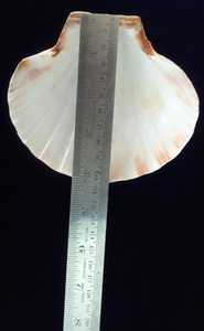 Conchas marinas en forma de abanico naturales elegantes hechas a medida para una decoración costera única. Ideal para proyectos de bricolaje fabricación de joyas - Product Image 2