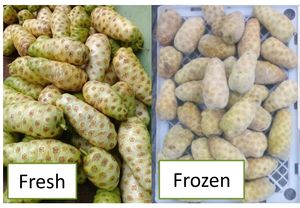 Noni congelado al mejor precio al por mayor de Vietnam/fruta Noni congelada de venta superior - Product Image 2