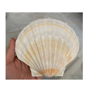 เปลือกหอยธรรมชาติขัดสำหรับงานฝีมือและการตกแต่งจากโรงงานโดยตรงจากเวียดนาม - Product Image 4