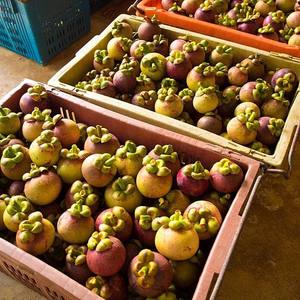 Mangostán tailandés Orgánico recién cosechado con sabor dulce y alto contenido de antioxidantes, rico y jugoso - Product Image 5