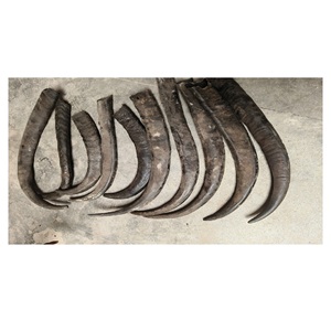 Corne de buffle d'eau propre naturelle brute corne de buffle d'eau et corne de vache ébauches à pointe ronde vente/corne de buffle en vrac - Product Image 2