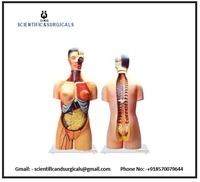 Nuevo modelo de cuerpo humano, modelo de esqueleto de Anatomía de Torso humano, pantalla de educación médica preescolar y escolar