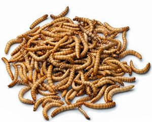 อาหารแมลงวันดำอบแห้งโปรตีนสูงจากธรรมชาติสำหรับนก ไก่ สัตว์เลื้อยคลาน และปลา ขายส่ง - Product Image 1