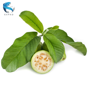 Hojas de Guayaba Vietnamita Secas al por Mayor, Suministro de Hojas Naturales - Product Image 6