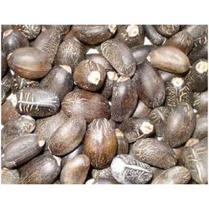 เมล็ดจatropha แบบแห้งสำหรับขายในปริมาณมากพร้อมส่งออก - Product Image 5