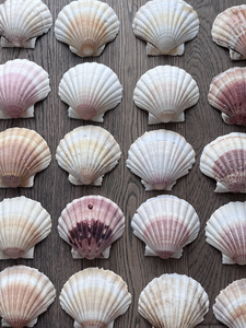 Conchas de vieira entregadas a distribuidores de exportación, estudios de artesanía y estudios de diseño de presentación culinaria - Product Image 6