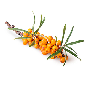 Espino cerval de mar secado suavemente-Perfecto para polvos, aceites y cápsulas - Product Image 1