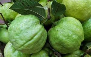 บรรจุภัณฑ์แบบกำหนดเองสำหรับฝรั่งสดจากเวียดนาม รสหวานธรรมชาติและอุดมด้วยวิตามิน สำหรับการผลิตภายใต้แบรนด์ส่วนตัว - Product Image 2