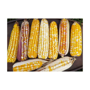 Maïs de maïs jaune mature 100% de haute qualité pour l'alimentation animale Style séché Prix de gros directement du fournisseur - Product Image 3