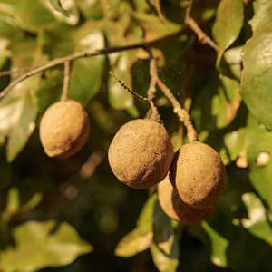 Nueces de Baru Brasileñas Naturales Tostadas Sin Sal, Altas en Selenio, Ricas en Proteínas, Ricas en Fibra, Omega-6/Omega-9, Calidad Premium, Listas para Comer - Product Image 4