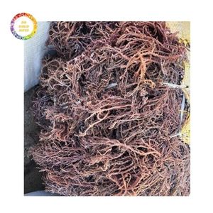 มอสไอริชแห้งจำนวนมาก พร้อมการอบแห้งที่สม่ำเสมอและการควบคุมคุณภาพที่มั่นคง - Product Image 5