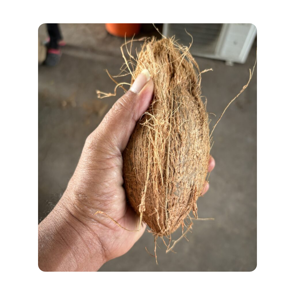 coconut water in india