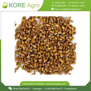 Fabricant Fournisseur International Wild Cassia Tora 100% Natural Pure & Clean Graines biologiques de qualité optimale avec quantité minimale de commande acceptées - Product Image 2