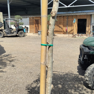 Poteaux de bambou à surface lisse (diamètre de 1.6 à 1.8cm, longueur de 0.5 à 2.5m) pour usage agricole et horticole - Product Image 1