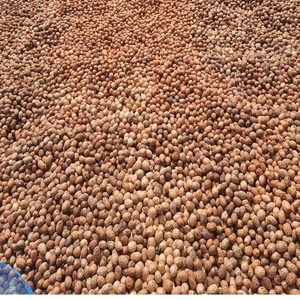 Amra Pod <b>Dried</b> vase Fillers Decorative <b>Plants</b> Potpourri for Home or Office Elegant Floral Design for Indoor Use - Product Image 2