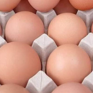 Oeufs de table frais certifiés HACCP d'origine canadienne, blancs bruns et fertiles, conservés dans des cartons prêts pour l'exportation - Product Image 6