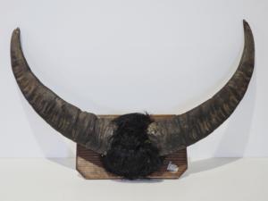 Tête de taureau avec cornes montées pour la décoration de magasin, tête de taureau avec cornes montées pour les intérieurs de restaurant, taureau rustique avec cornes naturelles - Product Image 4