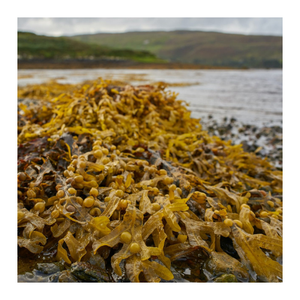 สาหร่าย Sargassum เกรดดี/สะอาดและมีคุณค่าทางโภชนาการ/ราคาที่แข่งขันได้/ผลิตในเวียดนาม - Product Image 1