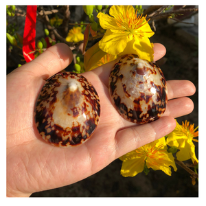 CONCHAS DE LIMPIEZA NATURAL DE VIETNAM SECADO AL SOL PERFECTO PARA CANDELERAS U ORNAMENTOS - Product Image 2