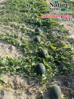 Hoogwaardige Moon Star Watermeloen QURBAN F1 Hybride Zaden Groene Zwarte Strepen 99,9% Zuiverheid 85% Kiembaarheid Oorsprong Pakistan 2 Jaar Ouder