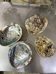 Técnica de mosaico de conchas de nácar de labio negro Natural hecha a medida para diseñadores de joyas tiendas de cuentas estilo romántico náutico - Product Image 5