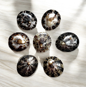 Limpet Shell Ideal for Marine <b>Craft</b> <b>Kits</b> Coastal Interior Styling Gift Decoration and Art Studio Use - Product Image 3