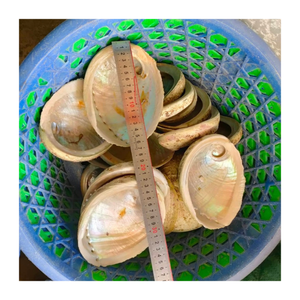 Natural <b>Abalone</b> <b>Shell</b> Vietnam Polished Gemstone for Jewelry Creations, Ocean Themed Crafts, and Coastal Decor - Product Image 3