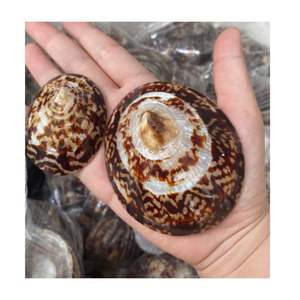 VIETNAM TOP <b>SALE</b> POLISHED LIMPET <b>SEASHELL</b> GOOD QUALITY HIGH END LIMPET SHELL <b>SALE</b> WITH CHEAP PRICE NATURALLY COLLECTED FROM SEA - Product Image 5