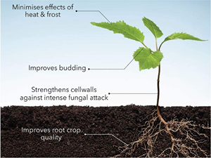 100% Extracto orgánico de algas marinas Líquido Exportadores indios Acelerador de crecimiento de plantas hecho naturalmente con bajo olor - Product Image 3