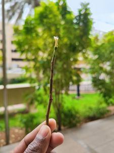 Eco Herbal <b>Miswak</b> Toothbrush Authentic Natural Multi-Purpose Oral Hygiene <b>Stick</b> Dental Hygiene Product - Product Image 3