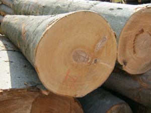 Red Oak <b>Logs</b> for Sawmills & DIY Furniture Timber for the Furniture Industry - Product Image 5