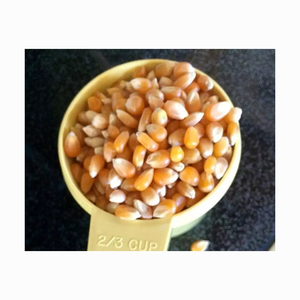 Chất lượng cao khô bướm bỏng ngô hạt từ Brazil Gourmet Ngô Ngô để bán - Product Image 4