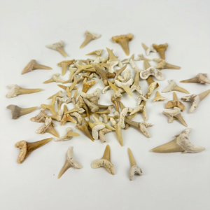 Fossiles de dents de requin naturelles marocaines de qualité supérieure en gros |   Spécimens de paléontologie en vrac pour kits de fouilles et magasins STEM | - Product Image 1