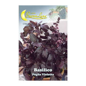 Basilic Semi Orto 'foglia Violetta' - Product Image 1