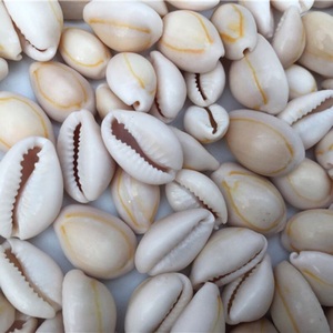 เปลือกหอยเปลือกวัวธรรมชาติขัดเงาในราคาไม่แพงสำหรับการส่งออกจากเวียดนาม - Product Image 2