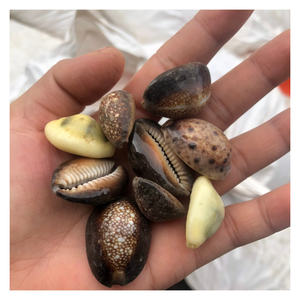 Black Seashell Cowry Art, Natural Seashell Cowry Hecho a mano para Coastal Chic, Regalo de concha manchada sostenible para hogares ecológicos - Product Image 4