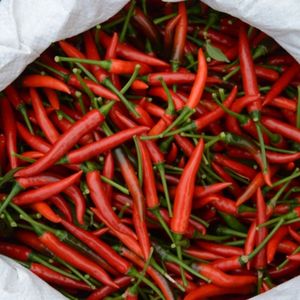 Piment rouge de qualité supérieure pour la vente en gros - Product Image 4
