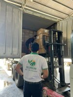 Penjualan paling laris 2023 tanaman baru DURIAN FROZEN baru siap dikirim dari VIETNAM MONGTHONG/RI6
