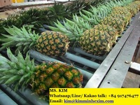 Verse Koningin Ananas Fruit-Pk 0084 917 476 477