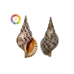 Conchas de trompeta ecológicas para manualidades, Decoración de mesa y exhibición de hogar con temática oceánica - Product Image 1