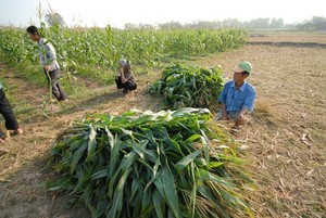 Silage de Maíz Fermentado de Alta Calidad, Ecológico y Premium para Ganado Lechero, Alimento Animal 100% Natural, Tamaños Personalizados - Product Image 3
