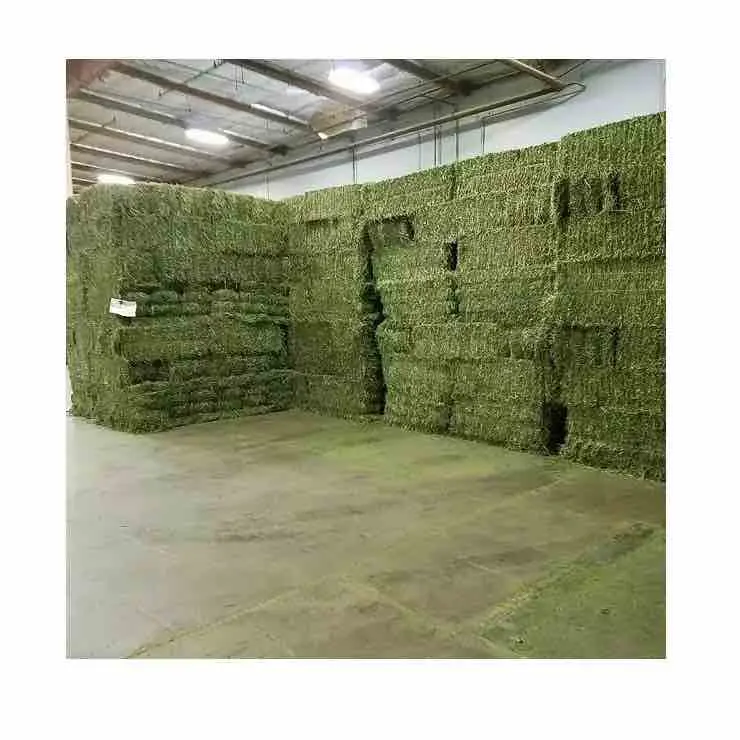 Complete Good Quality Animal Feeding Stuff Alfalfa for sale available