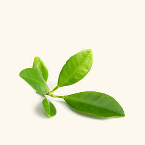 Vedasils HPV-AROMA Aceite Esencial de Petitgrain 100% Puro 30ml Prensado en Frío Destilado al Vapor Aceite Corporal para Aromaterapia Hidratante - Product Image 1