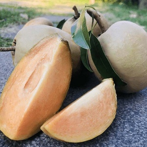 Fruta Tropical Vietnamita de Sapodilla Congelada para Smoothies y Postres - Product Image 3