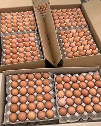 Huevos de Incubación para Gallinas Ponedoras Cobb 500 y Cobb 700, Huevos Ross 308, Alta Proteína, Crudos, Naturales, Frescos, 6 Meses de Vida Útil - Product Image 6