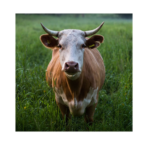 Live <b>Cows</b> For Meat Processing Finished Beef Cattle Ready For Slaughter 500-700kg Live Weight Premium Quality Wholesale - Product Image 2