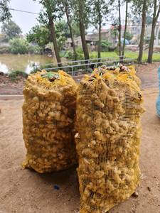 Strong flavor fresh ginger in <b>mesh</b> <b>bag</b> or carton packing suitable for export food production and fresh vegetable distribution - Product Image 2