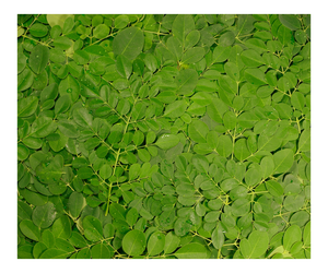 Hierbas de especias individuales crudas de hojas secas de Moringa de alta calidad para exportación e importación al por mayor a granel - Product Image 3