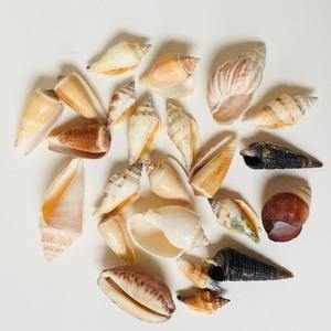 Conchas de Caracol Reina de Varios Tamaños, Conchas Marinas Naturales, Colección de Recuerdos, Conchas Marinas para Exportación - Product Image 1