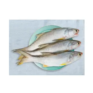 Cheap Price Supplier From Netherlands Frozen Salmon Whole Fish At Wholesale Price With Fast Shipping